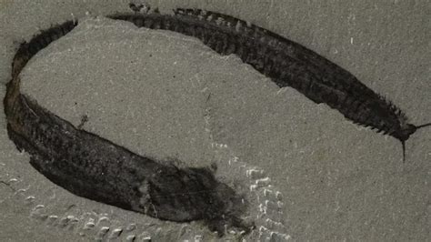 strange news from around the world|Flipping a famous fossil around reveals our earliest vertebrate.